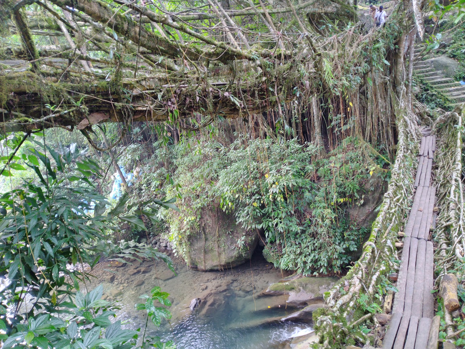 Double Decker Living Root Bridge - Attractions in Meghalaya, Image 3 of 4
