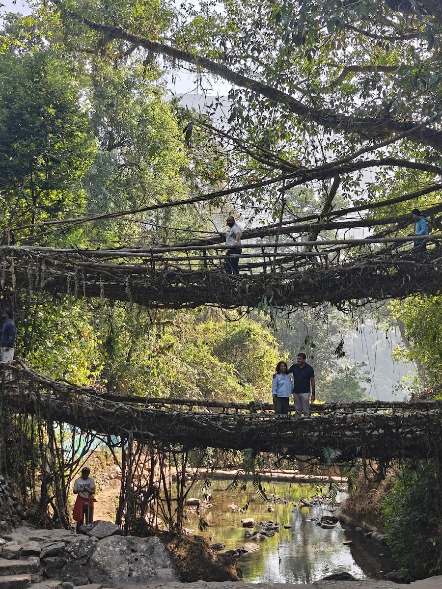 Living root bridge trekking point - Attractions in Meghalaya, India