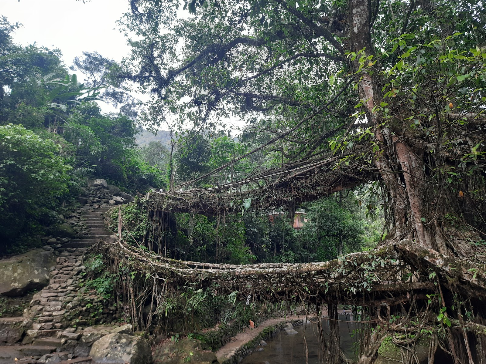 Living root bridge trekking point - Attractions in Meghalaya, Image 2 of 4