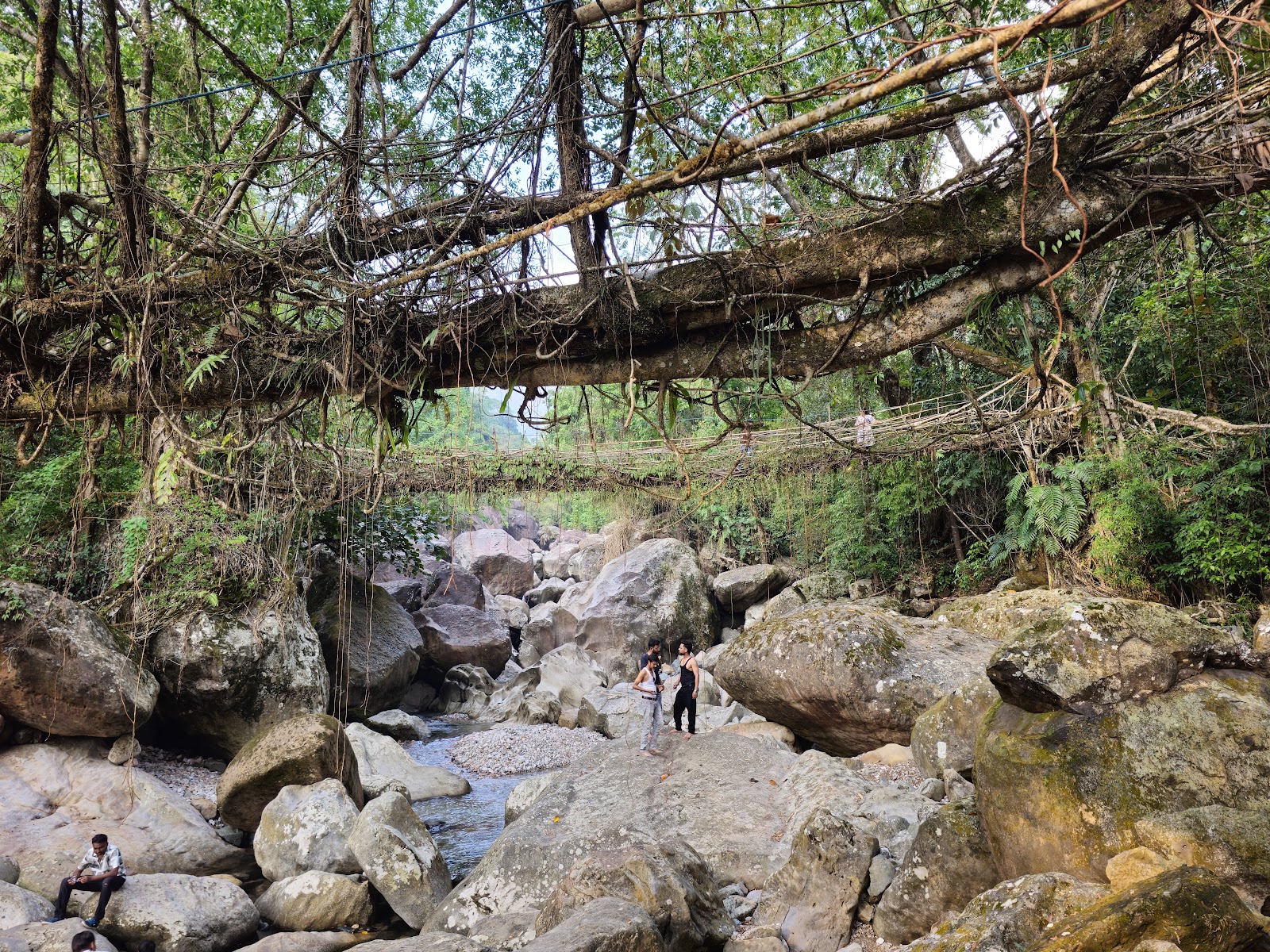 Living root bridge trekking point - Attractions in Meghalaya, Image 3 of 4