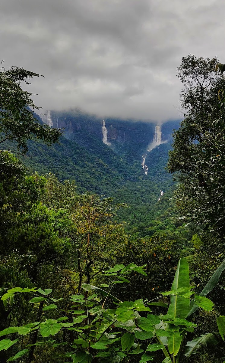 Living root bridge trekking point - Attractions in Meghalaya, Image 4 of 4