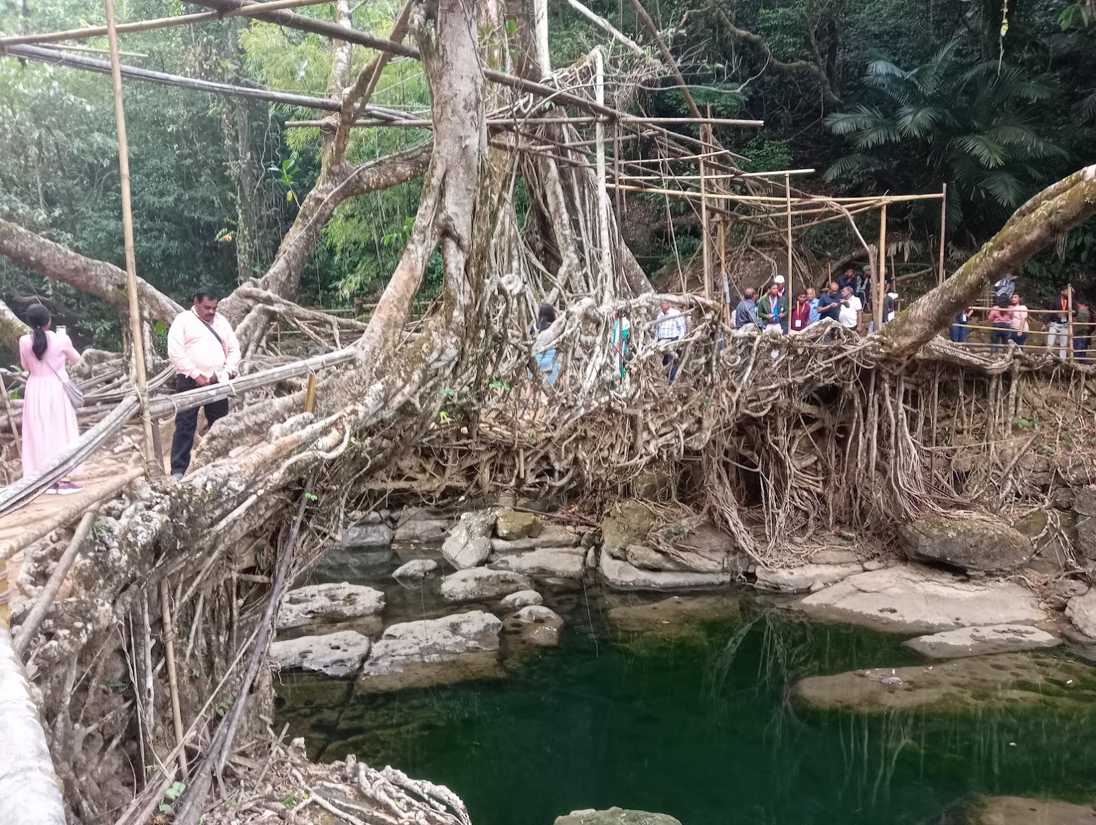 Living root bridge - Attractions in Meghalaya, India