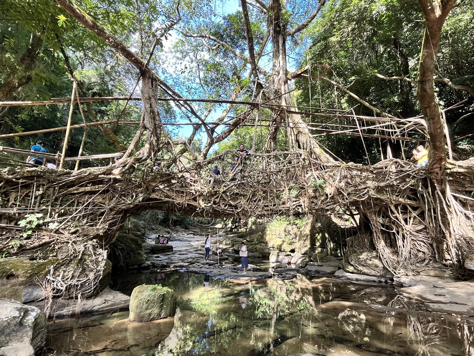 Living root bridge - Attractions in Meghalaya, Image 2 of 4