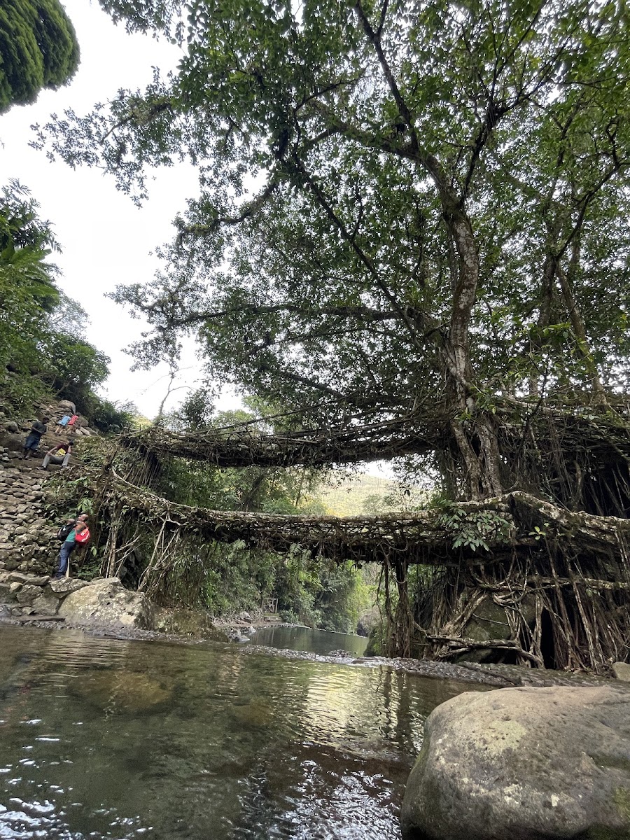 Living root bridge - Attractions in Meghalaya, Image 3 of 4