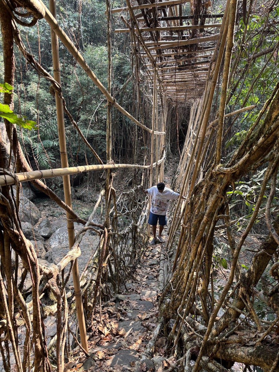 Living root bridge - Attractions in Meghalaya, Image 4 of 4