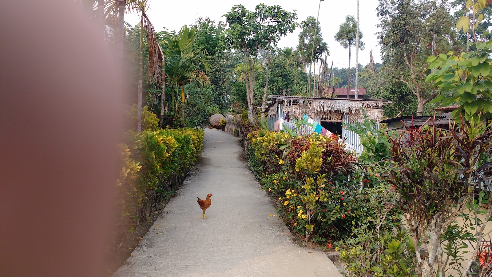Mawlynnong - Other in Meghalaya, Image 3 of 4