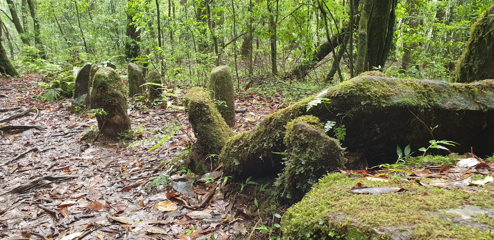 Mawphlang Sacred Forest - Attractions in Meghalaya, Image 2 of 4