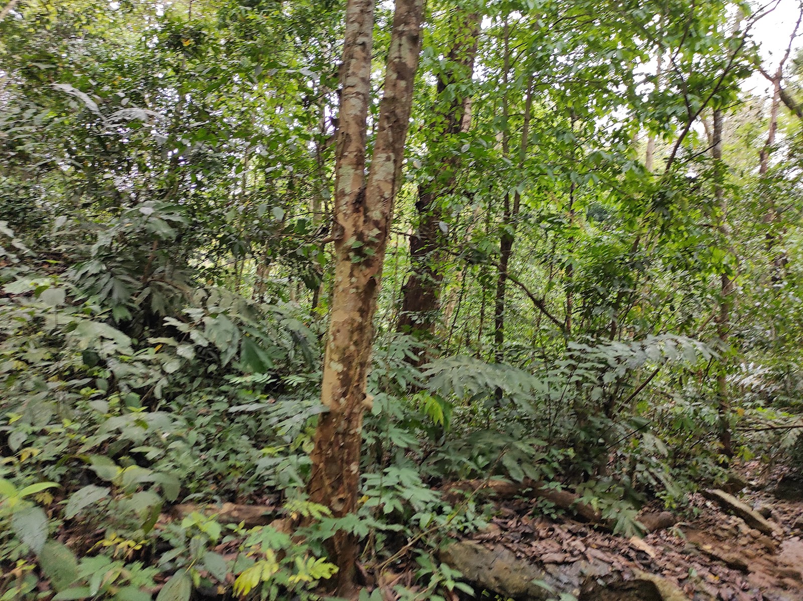 Nakama Cave - Attractions in Meghalaya, Image 2 of 4