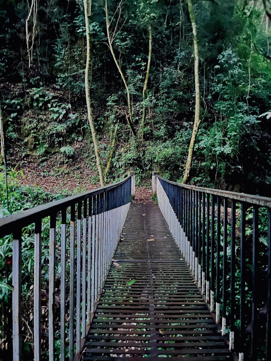Rhododendron Trek - Viewpoints in Meghalaya, Image 4 of 4