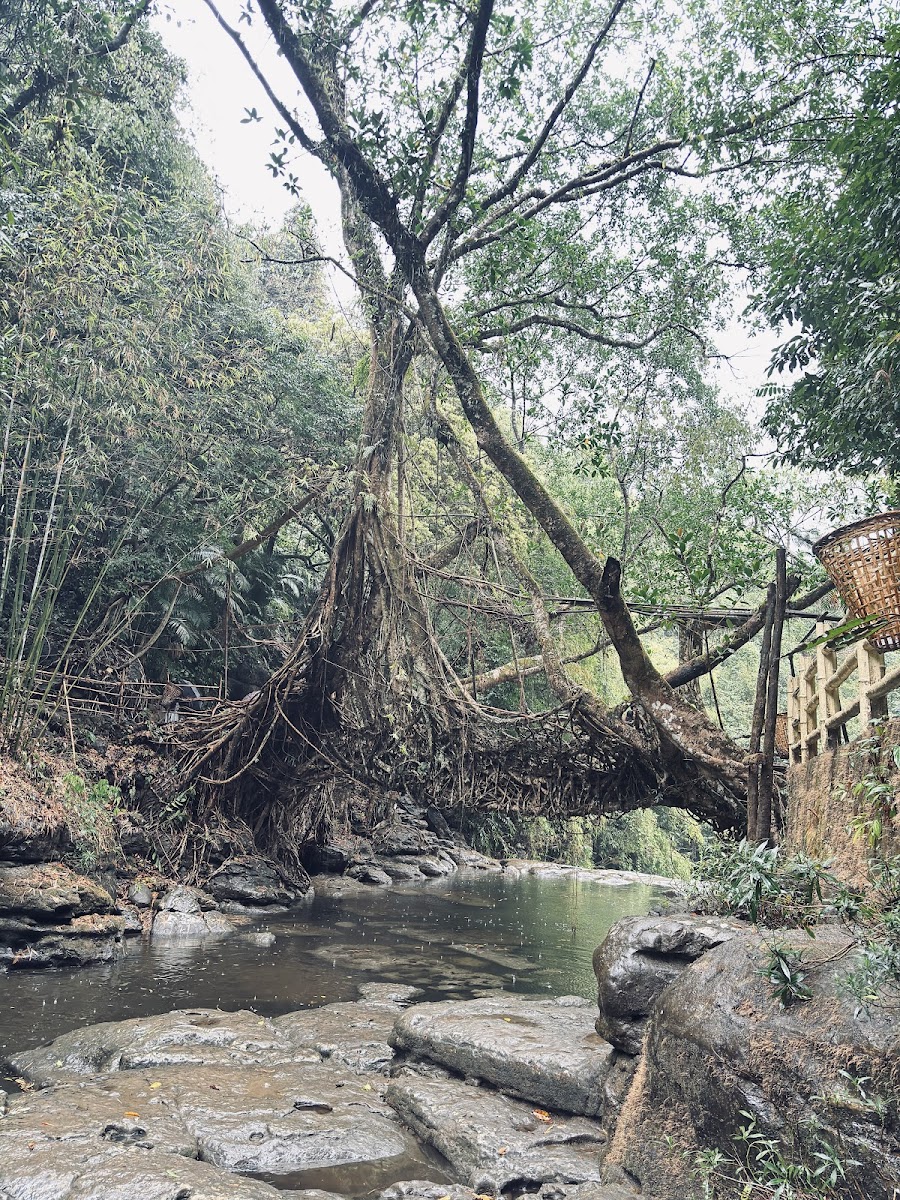 Riwai Living-root Bridge - Viewpoints in Meghalaya, India