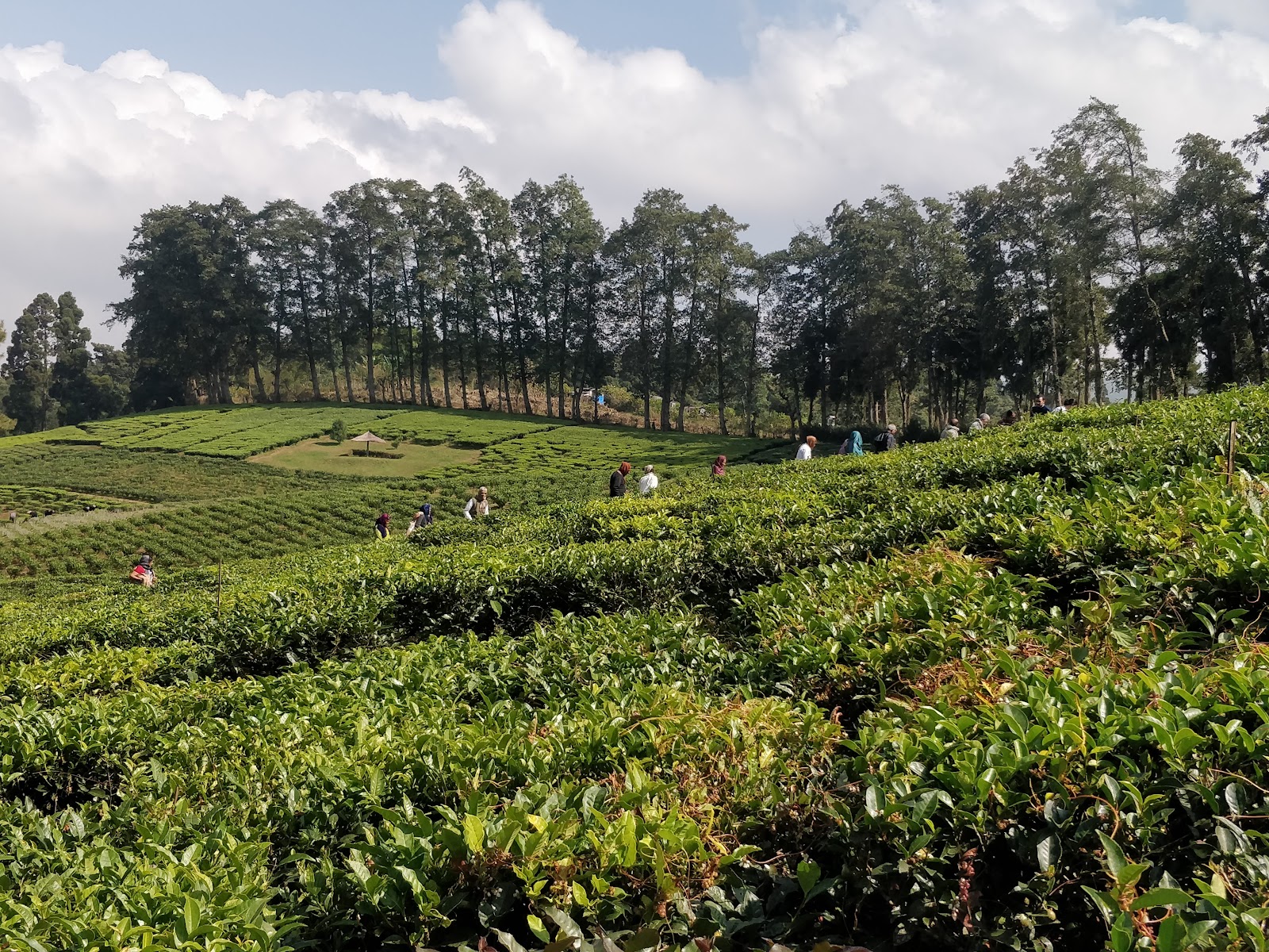 Upper Shillong Forest - Attractions in Meghalaya, India