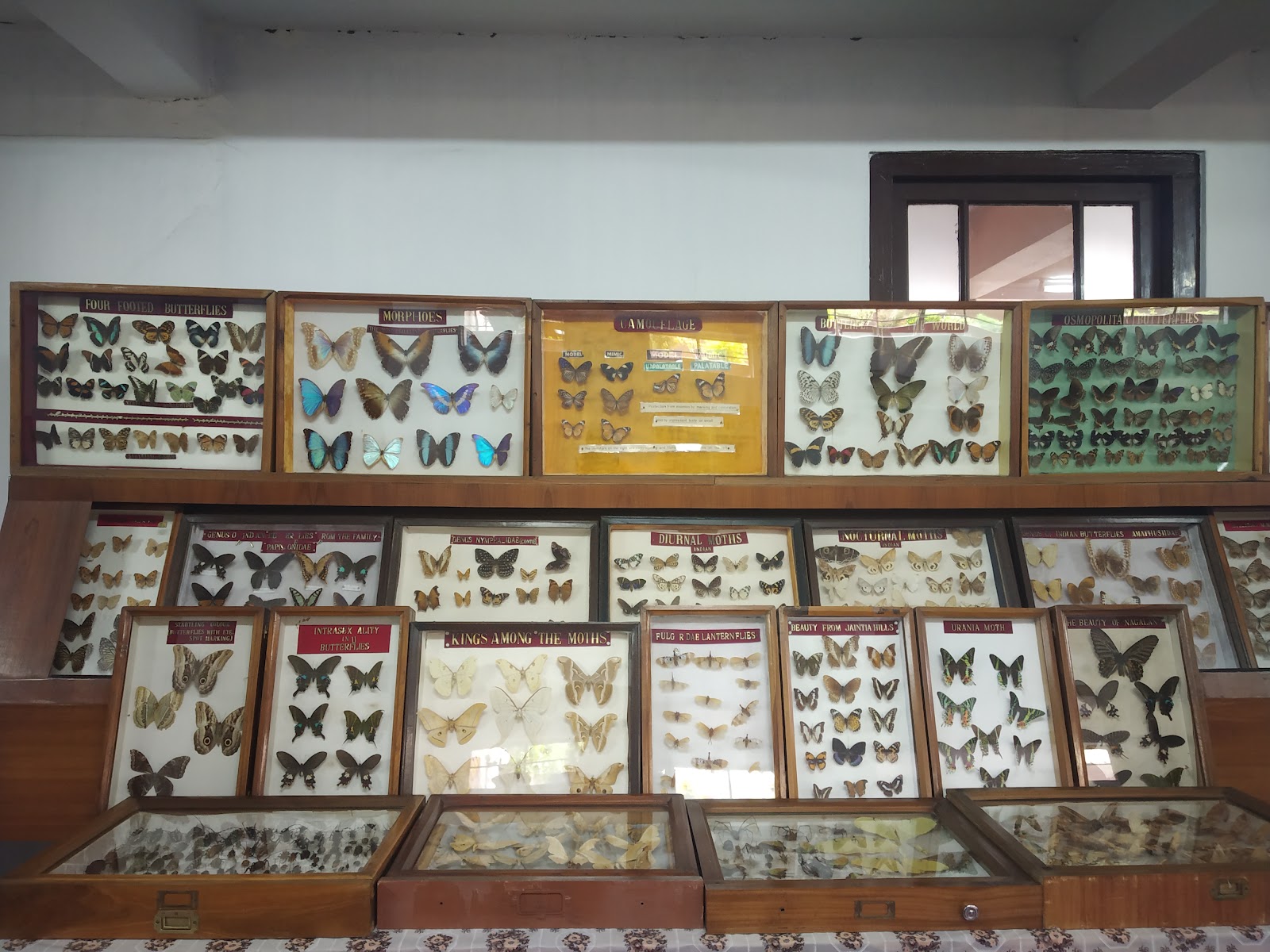Wankhar Entomology Museum - Attractions in Meghalaya, India