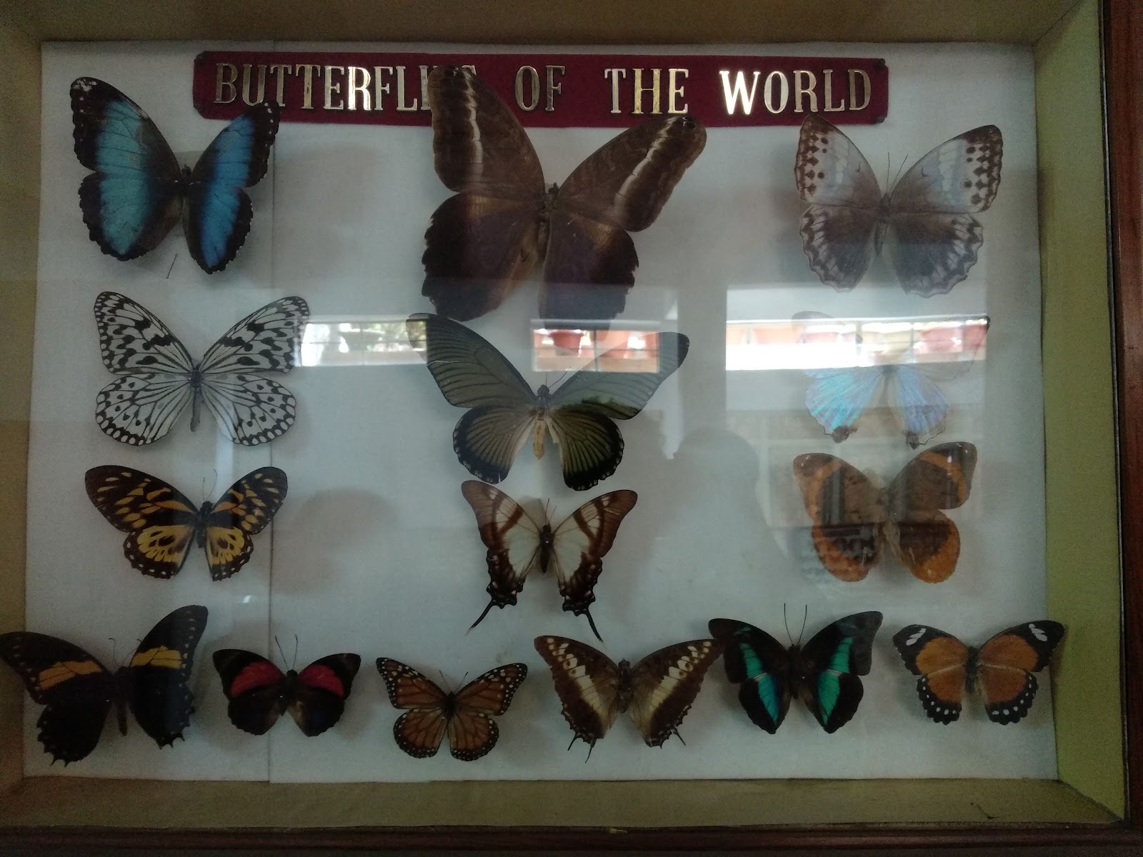 Wankhar Entomology Museum - Attractions in Meghalaya, Image 2 of 4