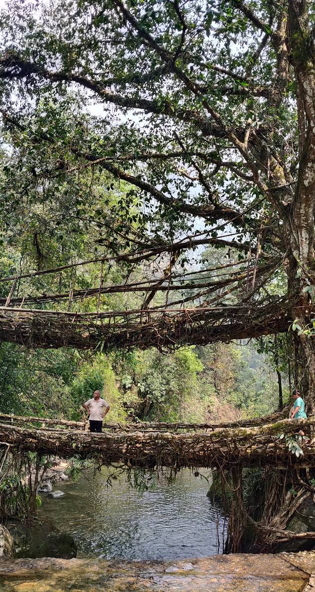 Double Decker Living Root Bridge, Nongriat, Meghalaya