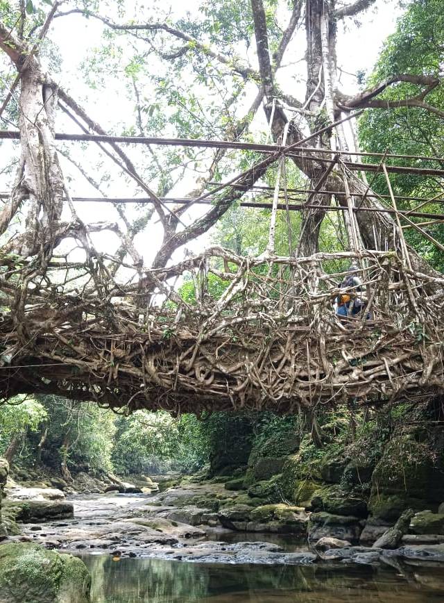 Living root bridge, Mawlynnong, Meghalaya