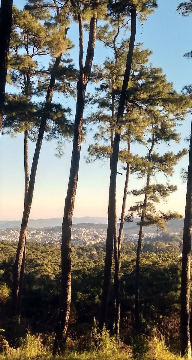 Rhododendron Trek, Shillong, Meghalaya