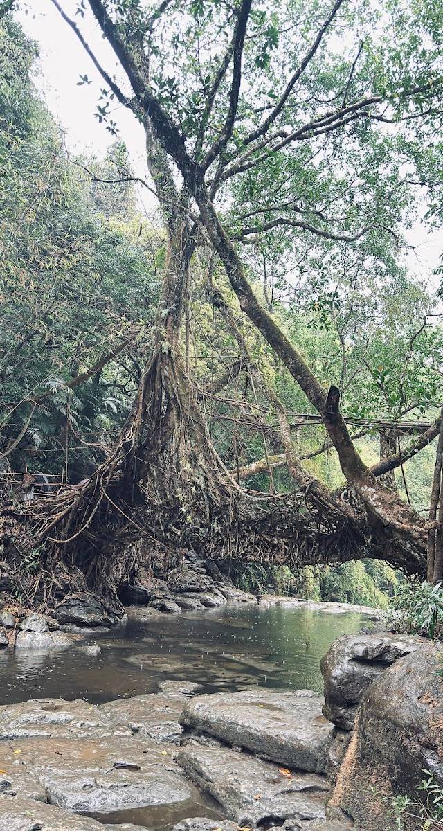 Riwai Living-root Bridge, Mawlynnong, Meghalaya