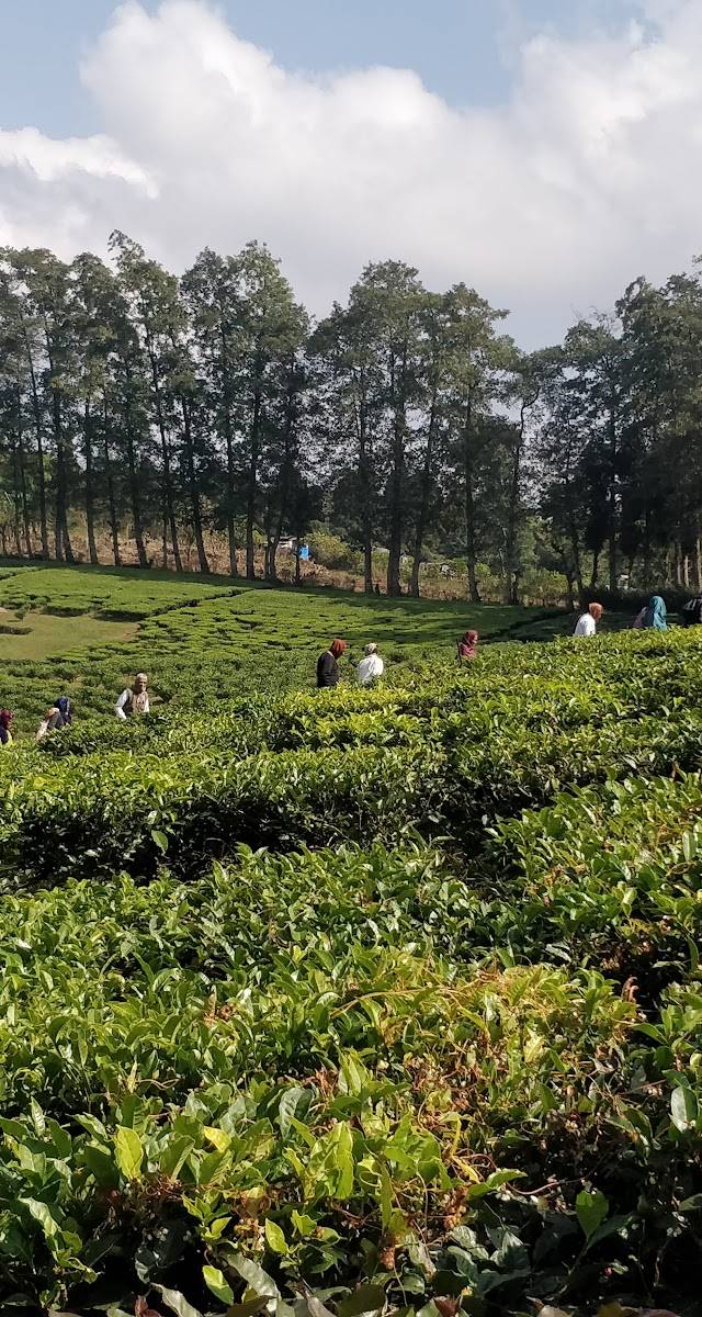 Upper Shillong Forest, Shillong, Meghalaya