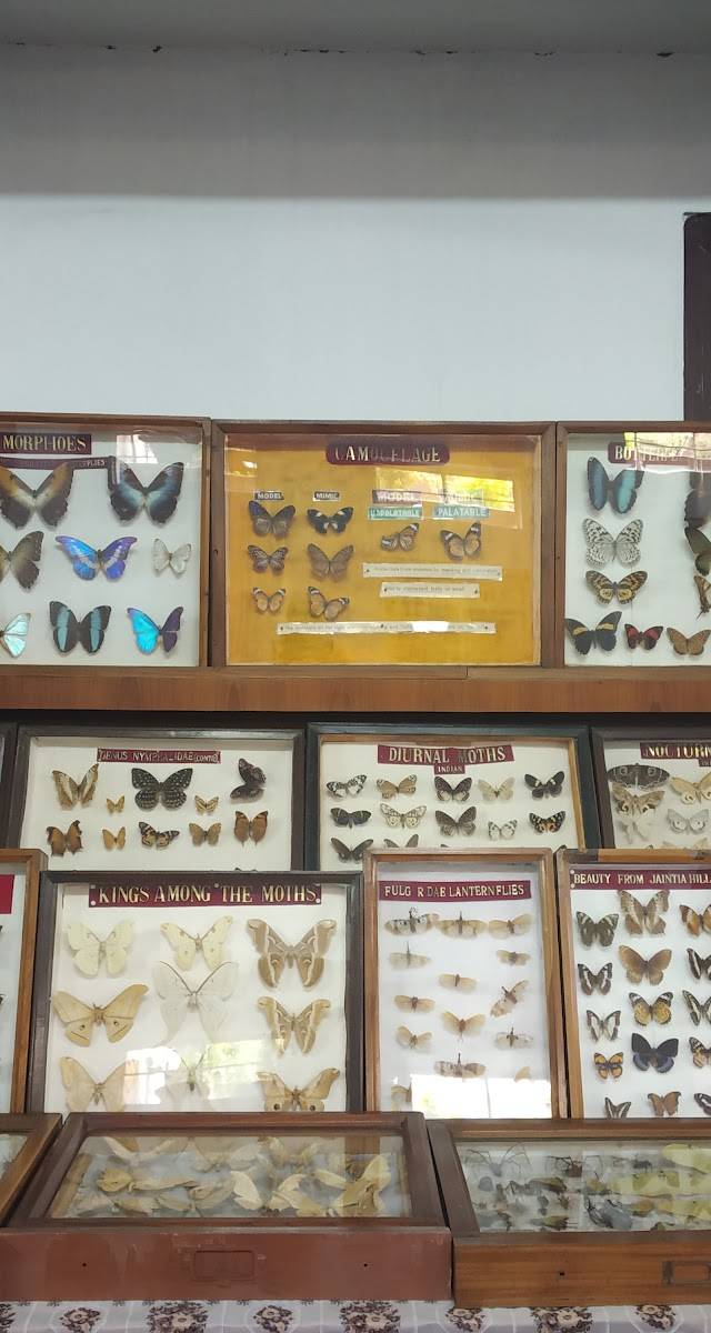 Wankhar Entomology Museum, Shillong, Meghalaya